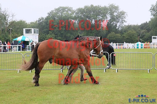 Kent County Show - 2024